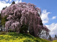 豪快に彩る「合戦場のしだれ桜」 2017（福島）