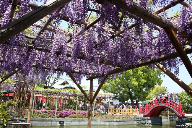 ＧＷ初日は東京散歩。<br />亀戸天神社の藤の花は見頃、根津神社のつつじは残念ながら見頃が過ぎていました。<br />その後は、GINZA SIXの南瓜（かぼちゃ）と、東京ミッドタウンのデザイン鯉のぼりを楽しみました。