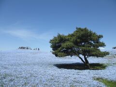 ひたちなか・大洗 ～国営ひたち海浜公園～