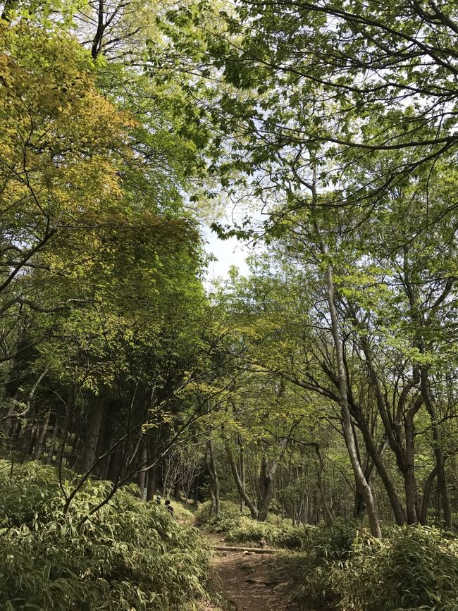 六甲山ウォーキング:新緑の中、新神戸駅～市ケ原～(トエンティクロス・シェール道・アゴニー坂)～摩耶山～(上野道)～灘温泉～阪急六甲駅