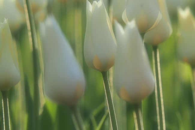 冬から春へ☆光を纏った花たちの詩☆