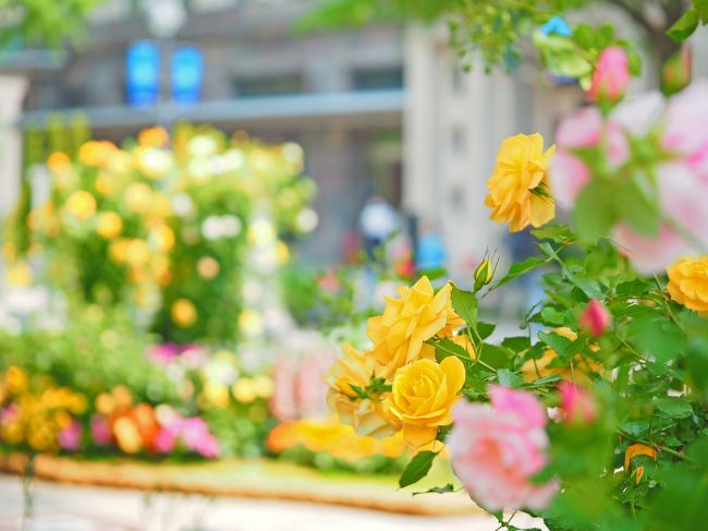 横浜市の花は『薔薇』<br /><br />西洋バラの多くは開港間もない横浜から日本へ上陸したと言われている為<br />市の花となりました。そのため横浜にはバラの名所が多く５月になると<br />あちらこちらで可憐な姿を目にすることができますが、今年は現在開催中の<br />花と緑のイベント『ガーデンネックレス横浜』によりいつも以上に街中が<br />華やいでいます。<br /><br />早春の花々からはじまり桜、チューリップと続いた花々の饗宴もいよいよ<br />最終ステージ。日本大通りのバラが見ごろになりました～♪<br /><br /><br />《ガーデンネックレス関連旅行記》<br /><br />■里山ガーデン編<br />http://4travel.jp/travelogue/11235044<br />■日本大通り編<br />http://4travel.jp/travelogue/11237871<br />■港の見える丘公園編<br />http://4travel.jp/travelogue/11243173<br />■山下公園編<br />http://4travel.jp/travelogue/11243563<br /><br /><br /><br />■第33回全国都市緑化よこはまフェア　公式ＨＰ<br />http://yokohama-fair2017.city.yokohama.lg.jp/<br /><br />開催期間　平成29年３月25日（土）～６月４日（日）<br />