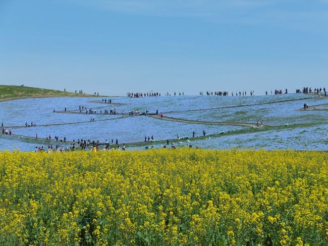 <br />平成２９年４月２０日（木）<br /><br />はとバス日帰りツアー<br /><br />《ひたち海浜公園と茨城うまいもん！こぼれ海鮮丼・明太子にイチゴ狩り食べ放題！》<br /><br />に参加しました。<br /><br />ギリギリに決めたので既に満席でキャンセル待ち。２日前になんとか席を確保することができました。<br /><br />早めに家を出発したのに小田急線で朝の通勤ラッシュにもまれ、新宿到着時には既にお疲れモード！<br /><br />さてさてどうなることやら！<br /><br />◎スケジュール◎<br /><br />   新宿西口 → 常磐道 → 国営ひたち海浜公園  → 那珂湊 こぼれ海鮮丼  → <br /><br />   大洗 めんたいパーク →  茨城いちご狩り30分食べ放題（とちおとめ）→<br />   <br />   常磐道  →   新宿西口<br /><br />