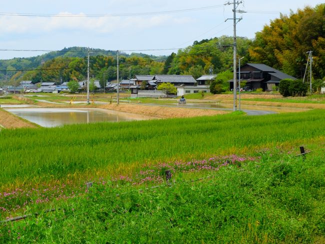 きさらぎ弥生春のさかり<br />草と水との色はみどり<br /><br />今は皐月、早苗月といって田に苗を移すとき<br /><br />滋賀の信楽(しがらき)<br />少し山の奥へ<br /><br />良質な陶器の原料がとれるところ、たぬきの置き物が産まれるところ