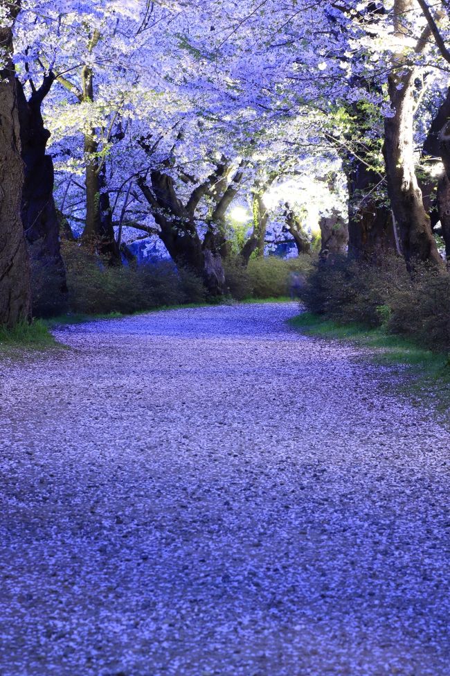 3年ぶり二度目の東北桜めぐりへ。<br /><br /><br />1日目　4月28日<br />福島　杉薬王寺<br />福島　米沢の千歳桜<br />福島　芦ノ牧温泉駅<br />岩手　北上展勝地（ライトアップ）<br /><br />2日目　4月29日<br />岩手　北上展勝地<br />秋田　角館武家屋敷通り<br />秋田　桜と菜の花ロード<br />青森　弘前公園<br /><br />3日目　4月30日<br />青森　芦野公園駅<br />青森　鶴の舞橋<br />青森　岩木川河川公園<br />福島　半田山自然公園<br />福島　観音寺川桜並木（ライトアップ）<br /><br />4日目　5月1日<br />福島　観音寺川桜並木<br />新潟　儀明の棚田<br /><br />5日目　5月2日<br />富山　砺波チューリップフェア<br /><br /><br />