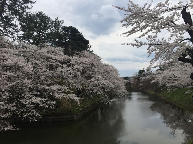 毎年春のお楽しみの桜見物。タイミングが合わず花見見物なしの昨年でしたが、今年は念願の弘前へのお花見旅が実現しました。諸事情から、予約、キャンセルの末、ようやくぎりぎりの1週間前に再予約。<br />春の桜、秋の紅葉は自然相手ですのでなかなか調整が難しいので、雨模様の天気予報でしたが決行しました。<br />芦野公園の、津軽鉄道の黄色い列車と桜のトンネルが素晴らしいと地元の友人の勧めをもあり、これだけははずせませんが、開花予想を見るとまだまだ三分咲き。<br />予約も入れたし行くしかないです。ぎりぎりの予約ですのでフライトも、思うようにはなりません。<br />４/２５　羽田空港発７：４０－青森空港着８：５５　　ホテルJALシティ泊<br />４/２６　下北半島　下風呂温泉　三浦屋泊<br />４/２７　青森ワシントンホテル泊<br />４/２８　青森空港発９：５５－羽田空港着１１：１５<br />早起きをして出発です。