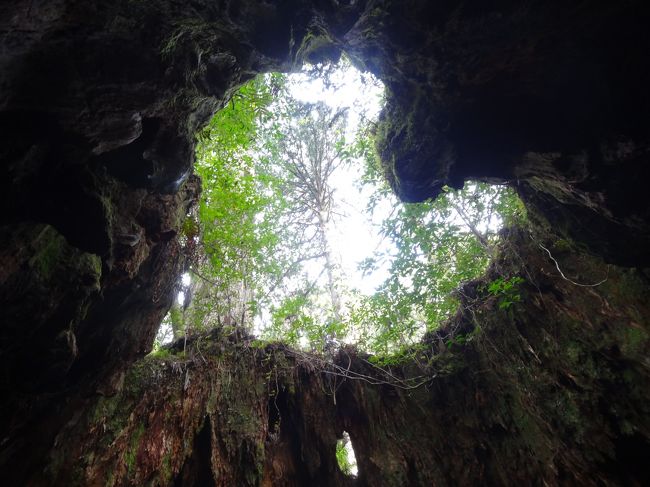 3年前に訪れた屋久島に、夫を誘って再び訪れました。<br />4月の屋久島は、静かで過ごしやすい。<br />美味しいお酒と食べ物に大満足な旅でした。<br /><br />＜1日目＞<br />到着後すぐに、白谷雲水峡へ。<br />霧で真っ白。太鼓岩からの眺めは何もなし(^-^;<br />それでも美しい苔の森のハイキングは楽しかった。<br />夜は、いその香りと散歩亭で美味しい酒と料理を楽しみました♪<br /><br />＜2日目＞<br />時計回り島内ドライブへ。<br />夫が探すのは、「水曜どうでしょう」で釣りをしてた橋。<br />どこでしょうね？帰ってから復習だね。<br />この日の夜もいその香りへ。<br /><br />＜3日目＞<br />縄文杉登山へ。<br />下山後はＪＲホテルの温泉。<br />この日の夜は散歩亭で島の人や移住者の方々とおしゃべりしてお酒を楽しんだ♪<br /><br />＜4日目＞<br />安房と宮之浦をうろうろ。<br />夫の所望するお土産探し。<br />本坊酒造の見学もさせてもらいました。<br />