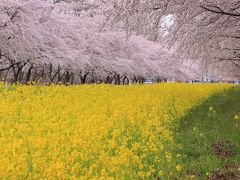 福島・岩手・秋田　桜めぐり～米沢の千歳桜、北上展勝地、角館武家屋敷通り、桜と菜の花ロード