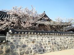 春を探して明洞、南山韓屋村へ