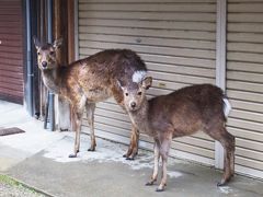 雨の奈良公園、鹿さんたちも雨宿り