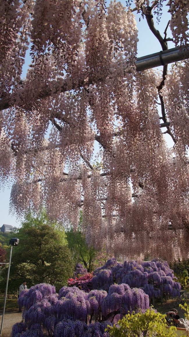 47都道府県すべてに足をつけたことはあるのですが、茨城と埼玉だけは特に観光したい所が無かったので放置していました。だがしかし47都道府県全観光目指して、北関東を旅行してきました。<br /><br />大体の流れとしては、<br />草津→万座→足利→大谷→鬼怒川→宇都宮→日光→水戸→ひたちなか→大洗→鹿島→香取→川越→秩父<br /><br />旅で注意した事項として、<br />・花系のイベントは開門時間より早く開門することが多い。<br />・人気の観光スポットは10時までが勝負!<br />(団体客が、この辺りから増えるから)<br />・朝行けなければ閉門間近に<br />・観光地やホテルにおいてある無料の旅行情報誌は必ずチェック<br />・行列で時間を無駄にしないため、食事は開店すぐか3時から5時あたり<br />・目標!一日4観光箇所以上<br />・早起きなにそれ、当然でしょ<br /><br />時期が良かったのもあって、想像を超えるいい旅行になりました^^<br /><br />後半はこちら<br />http://4travel.jp/travelogue/11238144