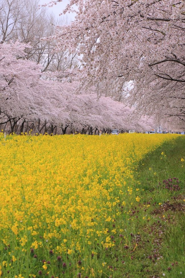 福島・岩手・秋田　桜めぐり～米沢の千歳桜、北上展勝地、角館武家屋敷通り、桜と菜の花ロード