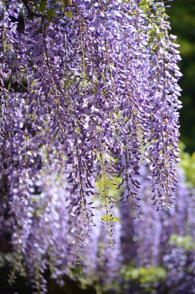 ハナショウブで有名な横須賀しょうぶ園だが、藤の花も今が見ごろ。<br />横須賀しょうぶ園のふじ苑内では、11品種250本ものふじが、４月中旬から５月上旬まで楽しめる。<br />藤棚に垂れるフジやフジのトンネルなど山の斜面に多様なフジが見られる。