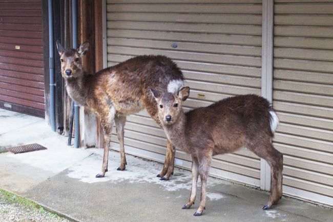 奈良×私＝雨。<br />去年から全敗、相性が悪いのか、、、こんなにも好きなのに、片想いのようです（ ;  ; ）<br /><br />出張ついでの奈良１日旅、行きたいところはあるのですが、<br />全てカットして、奈良公園周辺のお散歩のみとなりました。<br /><br />