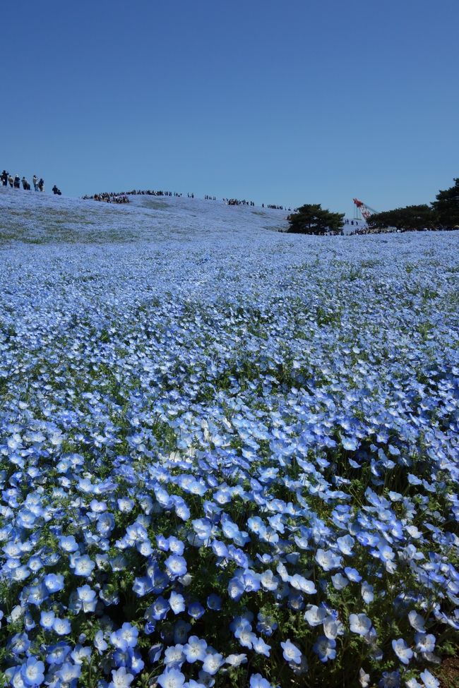 ４７都道府県すべてに足をつけたことはあるのですが、茨城と埼玉だけは特に観光したい所が無かったので放置していました。だがしかし４７都道府県全観光目指して、北関東を旅行してきました。<br /><br /><br />大体の流れとしては、<br />草津→万座→足利→大谷→鬼怒川→宇都宮→日光→水戸→ひたちなか→大洗→鹿島→香取→川越→秩父<br /><br />旅で注意した事項として、<br />・花系のイベントは開門時間より早く開門することが多い。<br />・人気の観光スポットは１０時までが勝負！<br />（団体客が、この辺りから増えるから）<br />・朝行けなければ閉門間近に<br />・観光地やホテルにおいてある無料の旅行情報誌は必ずチェック<br />・行列で時間を無駄にしないため、食事は開店すぐか３時から５時あたり<br />・目標！一日４観光箇所以上<br />・早起きなにそれ、当然でしょ<br /><br />時期が良かったのもあって、想像を超えるいい旅行になりました＾＾<br /><br />前半はこちら<br />http://4travel.jp/travelogue/11238002