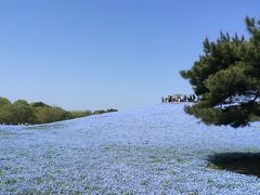2017年4月　青い絨毯～ネモフィラ～を見にひたち海浜公園へ（その1）
