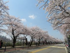 定点観測?! 桜の名所「慶煕大」と「汝矣島」の桜