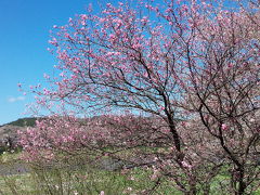 日帰り温泉と大河原一目千本桜