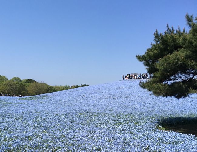 2017年4月GWの前半にひたちなか海浜公園に行ってきました。<br /><br />毎年行ってみたいと思いつつ、なかなかタイミングが合わずに行くことが出来ませんでした。<br /><br />たまたま29日の土曜日に山手線の駅にあったポスターを見て、調べてみるとちょうど満開とのこと。たまたま30日は空いているので、これはチャンスと思い急遽計画しました。<br /><br />混雑が予想されるので、始発列車を乗り継いで向かうことにしました。<br />帰りは数少ないJRの急行電車「春のひたちなか海浜公園号」のちょうど運転日でしたので、それに乗ることにしました。（前日でも空席がありました）<br /><br /><br />【行程】<br />上野（6：04）→普通・水戸行き→取手（6：43）<br />取手（7：10）→普通・勝田行き→勝田（8：37）<br />勝田（8：43）→ひたちなか海浜鉄道→阿字ヶ浦（9：10）<br />阿字ヶ浦（9：13）→ネモフィラシャトルバス→海浜公園海浜口（9：22）<br /><br />海浜公園海浜口（13：45）→シャトルバス→阿字ヶ浦（13：54）<br />阿字ヶ浦（13：59）→ひたちなか海浜鉄道→那珂湊（14：11）<br /><br />那珂湊（15：51）→ひたちなか海浜鉄道→勝田（16：06）<br />勝田（16：34）→ひたちなか海浜鉄道→中根（16：43）<br />中根（16：55）→ひたちなか海浜鉄道→勝田（17：03）<br />勝田（17：27）→急行・春のひたちなか海浜公園号→川崎（19：55）<br />