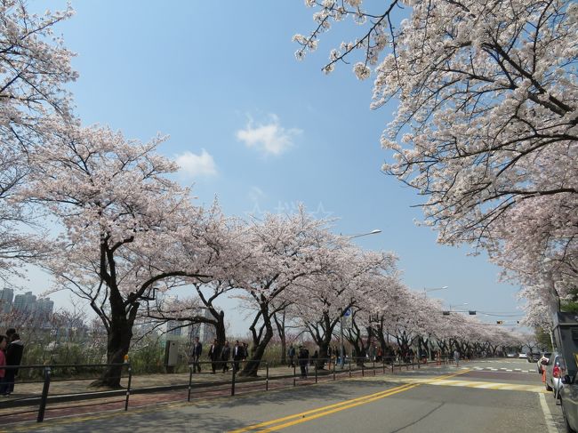 韓国生活を切り上げ日本へ戻ることに決めて、年明けから日韓を行き来していましたが、銀行の手続きや引っ越しの手続きを含めて、今回が最後の滞在となりました。<br />韓国で過ごす最後の春ということで、私の中で毎年桜を観に行っている場所は外せないっ！といくつか駆け足で桜を見て回ってきました。