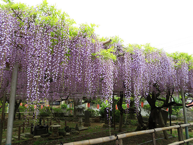 今年は初フライトの前後で桜は見逃してしまいましたが、<br />どちらかというと藤の方が好きかもしれないと、最近気づいた。<br />５年前の九州の旅の行程で、通りすがりについでに立ち寄った藤がとても印象的で<br />そうだ今年は藤めぐりをしてみようかなと思い立ち<br />ネットで検索したら、意外と近場にあったのにまったく知らなかった高圓寺。<br /><br />５月３日が藤まつりという事でしたが、写真を撮るなら人が少ない方がいいので<br />さっそく行ってみました。<br />