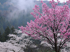 越前の春を旅する【１】～桜咲く一乗谷～