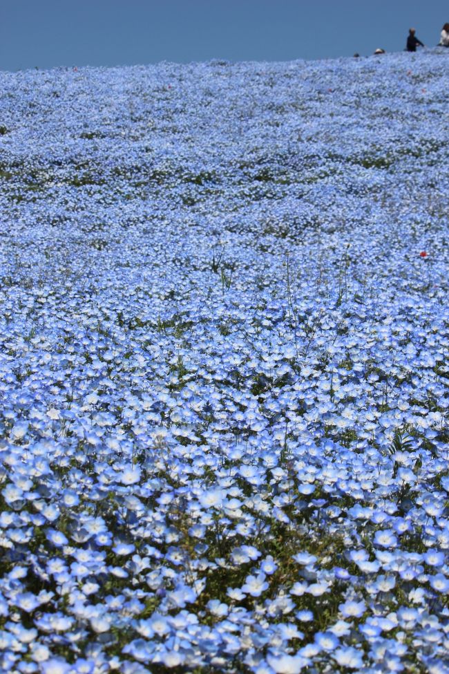 ゴールデンウィーク話題のお花、青いネモフィラ！<br />ひたち海浜公園へGO～！という訳で、<br />見学時間に余裕がある「四季の旅」さんの日帰りバス6980円を利用。<br />渋滞も駐車場待ちも観光バスのほうが楽ですよね。<br /><br />出発は新宿、<br />ゴールデンウィーク中とは言え、一応平日だし･･･、<br />渋滞はそこそこ覚悟していましたが、<br />常磐道・SA休憩・北関東自動車道で、<br />2時間40分にて、無事ひたち海浜公園に到着。<br />ここは3時間のフリー時間。<br /><br />その後、那珂湊おさかな市場へ。<br />こちらのフリー時間は90分。<br /><br />このツアーは自由昼食なので、<br />ひたち海浜公園でも那珂湊でも自分でチョイスできます。<br />ここはやはり、遅めのランチですが、那珂湊で海鮮膳を注文。<br />むふふ～、大満足！<br /><br />最終地は大洗にあるかねふくのめんたいパーク。<br />工場見学とできたて明太子を一口食べて、<br />東京に戻りま～す。<br /><br />帰りは3時間10分、まずまずのドライブの1日でした。<br />ドライバーさんありがとうございました。