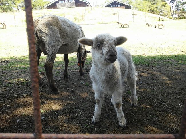 2017年はゴールデンウィークらしい過ごし方をしようと、津軽半島から八戸へ青森県をななめ横断し、大学時代の友達に会いに行くことにしました。<br />5月2日の終業後、夕日を背にして友人のお家を目指します。30歳にして初・1人で八戸までドライブ。夕方～夜間の移動だったので、金に糸目をつけず高速と有料道路を使い、七戸（しちのへ）、六戸（ろくのへ）、五戸（ごのへ）を横目に2時間半ほどで八戸へ到着！<br /><br />3日と4日は地元密着型観光をエンジョイしました。<br /><br />『その①』・・・カワヨグリーン牧場（おいらせ町）、道の駅おがわら湖（東北町）、ツカハラミュージアム（八戸市）<br /><br />ほとんどツカハラミュージアムの車の写真になっちゃいました（汗）