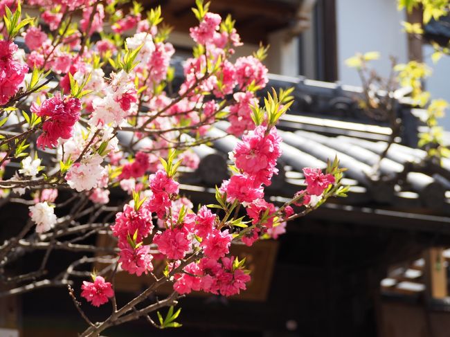 限られた時間の中　長野では善光寺参拝と小布施を散策し　松本では松本城見学と城下町を楽しんできました。<br /><br />
