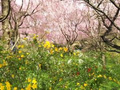 桜さくらSAKURAの旅