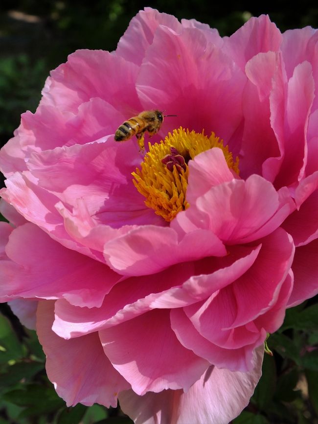 春の花々を楽しめる「フラワーフェスティバル」が開催中の須磨離宮公園でボタンの花が見ごろとなったので行って来ました。<br />須磨離宮公園の植物園にある「ぼたん園」などには赤や白、紫など約４０種２００本のボタンが植えられており、中には珍しい黄色のハイヌーンなどもありボタンの甘い香りに包まれて癒されるひと時だった。<br />開園の９時に入場し春の花々を楽しんだ後帰路につく頃は、絶好の行楽日和とあって駐車場入り口は大渋滞となっていた。