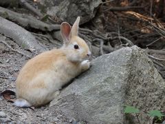 うさぎの楽園・大久野島で癒やされた１泊２日～１日目は朝から晩までうさぎと戯れる♪～