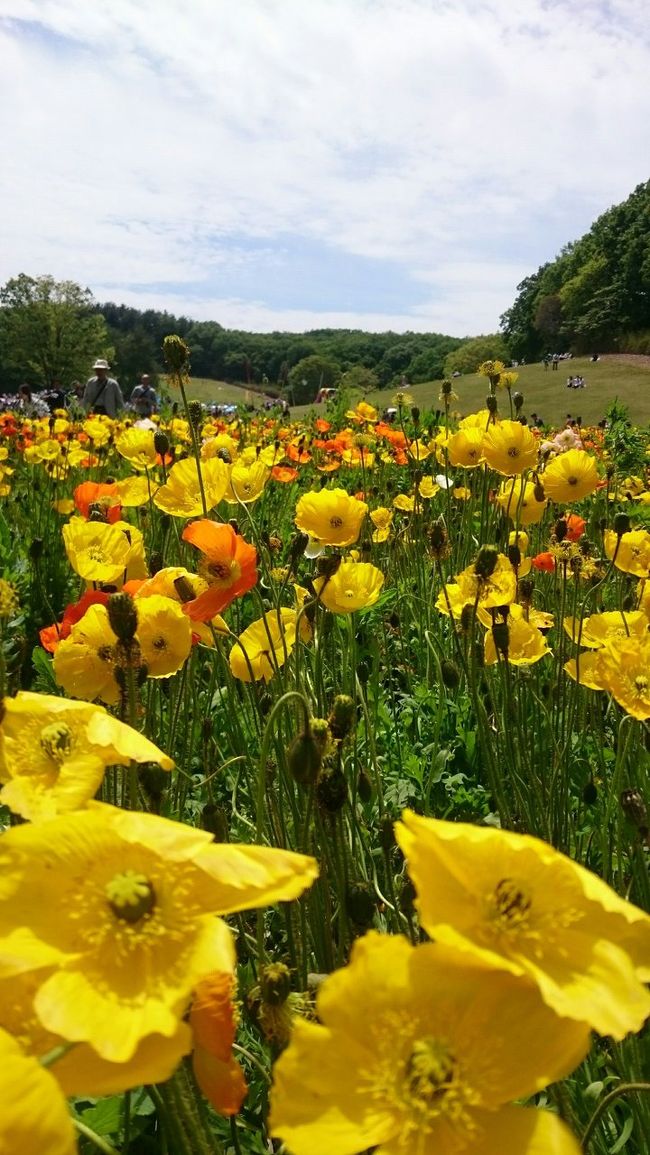 GW 森林公園　花ウォーキング