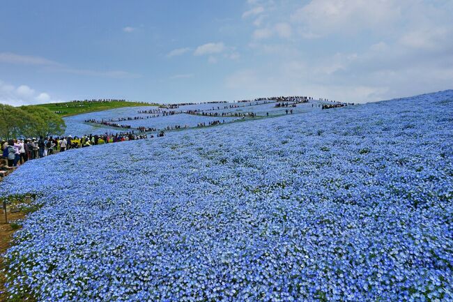 4月 28日（金）、晴れ時々曇り、一時通り雨<br />観光バスで巡る 2大花の名所 #1 - 国営ひたち海浜公園 水仙とネモフィラです。東京駅からバスツアーで2大花の名所、国営ひたち海浜公園とあしかがフラワーパークを巡って来ました。到着時、通り雨に見舞われるハプニングがありましたが、お天気もまずまずで、美しい風景を写真に収めました。<br />　<br />表紙の写真は、国営ひたち海浜公園のネモフィラの丘です。平日にもかかわらず、大勢の観光客が訪れていて、外国の方も3～4割、いらっしゃいました。人気なのですね！GW前で良かったです。GWは大渋滞で大変なことになっているとTVで放映されていました。<br /><br />クラブゲッツの日帰りバスツアー、お一人様 8,500円でした。<br /><br />■ 東京駅→国営ひたち海浜公園<br />1. 水仙、ネモフィラ<br />2. チューリップ<br />□ 国営ひたち海浜公園→あしかがフラワーパーク→東京駅<br />