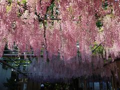 江南市曼荼羅寺の藤