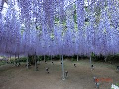 ５月のお花見