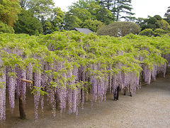 藤をみにいこう ～樹齢1,200年!? 牛島の藤