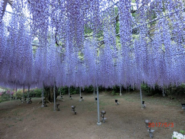 藤の花が見頃を迎えたとのことで、【あしかがフラワーパーク】までお花見に行ってまいりました。<br /><br />ＧＷだし高速道路の渋滞に巻き込まれたくなくて、国道122号線を北上することにしたけれど、初っ端の岩槻で大渋滞にはまりまして(^_^;)素直に高速に乗った方が速かったのかもしれませんが、まぁのんびり行きましょう！足利まで直行できれば楽ちんだったのですが、フラワーパークの駐車場に停められない可能性が高かったため、佐野から電車で乗り込むというＫ一家としてはイレギュラーなパターン(＠_＠;)「入庫後2時間迄無料、次の3時間￥108以降1時間毎￥54」という破格の佐野市万町駐車場に車を預け、佐野厄除け大使にさくっと寄り道して足利へいざ出発です☆