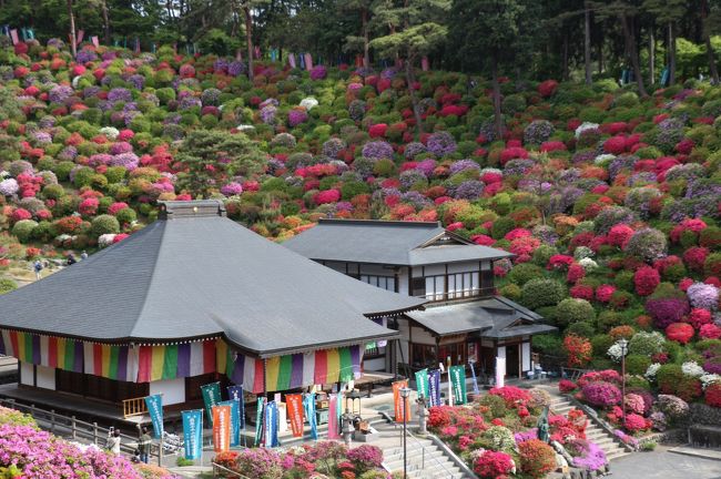 今年のGWはあてもなく、どこか遠くへドライブ旅でもしてみようかな？車中泊でもして、温泉にも入っちゃったりして！<br />なんてことも考えたりしていましたが、GW前に高遠の桜を見に行って燃えついてしまっていました…。<br />▼「桜を追いかけ&quot;天下第一の桜&quot;高遠城址公園ドライブ旅」はこちらから。<br />http://4travel.jp/travelogue/11235774<br /><br />ということで、今年のGWは実家に帰省し、近くを気まぐれにブラブラすることに。箱根や丹沢湖に行ったりしましたが、単調な写真ばかりしかないので旅行記は割愛させていただきます。(気が向いたら投稿するかもしれません(笑))<br /><br />そんな暇なGWを過ごしていたら、地元の同級生トラベラーさんからのお誘いが！<br />青梅にある塩船観音寺の躑躅の写真を見せられ即決・決行です！！<br /><br />▼今回のコース<br />塩船観音寺→薬王寺→たまご倶楽部→奥多摩ドライブ→御岳山