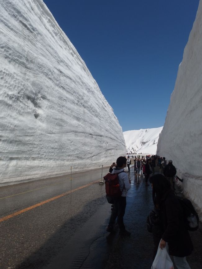 元富山県民である私にとって、立山は特別な山です。<br /><br />帰省してばあさまとTVを見ていたら、雪の大谷が出てきて、<br />ばあさまが一言、”天気がいいから立山に行こう！”<br />という訳で、いきなり行くことになりました。