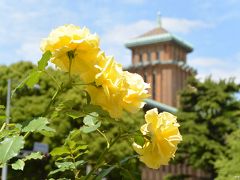 ガーデンネックレス横浜2017：後半はバラの花が主役です