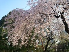 市庁で“コンカツ”と桜見物