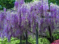 この季節　素敵な　ふじ棚を　求めて～　  白毫寺　＆　和田山白井大町