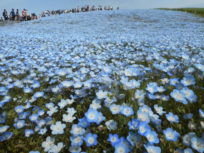 ＧＷ後半の初日は茨城のときわ路パスを使用してひたち海浜公園のネモフィラと笠間つつじまつりと日本100名城の水戸城を見てきました。旅行記は５つにわけました。<br />旅行記の１は最初からひたち海浜公園のネモフィラまでです。<br /><br />★散歩ルート<br />勝田駅→阿字ヶ浦駅→ひたち海浜公園（ネモフィラ、チューリップ）→阿字ヶ浦駅→水戸駅→水戸城観光（日本100名城）→笠間駅→笠間つつじまつり→笠間稲荷→笠間駅→勝田駅→ＳＡＺＡ ＣＯＦＦＥＥ→勝田駅→水戸駅