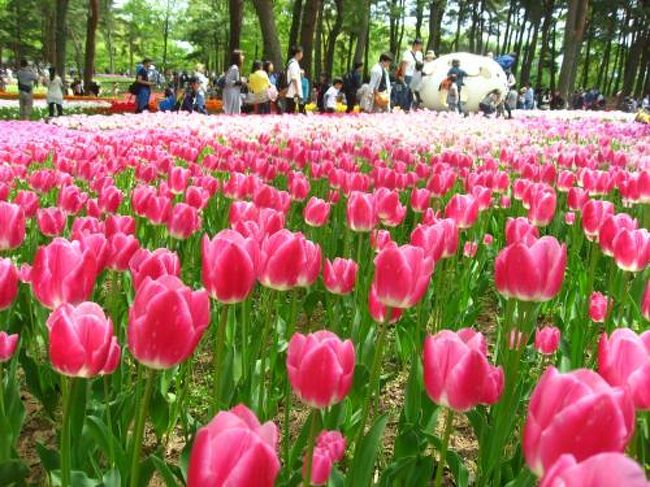 ’１７　ＧＷ茨城 花＆城さんぽ２　チューリップ ひたち海浜公園