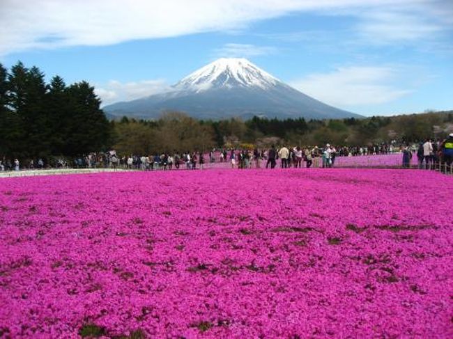 ’１７　ＧＷ山梨 花さんぽ　富士芝桜まつり