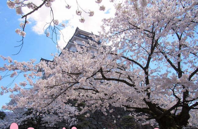 会津若松鶴ヶ城も桜が満開でした。花言葉「純潔、優れた美人」やっぱり桜には心惹かれます。