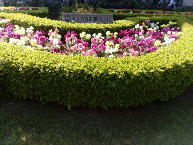 花を愛でに、北区にある『旧古河庭園』へ行きました。