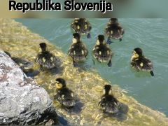 鳥の囀りで目覚める旅（１）・スロヴェニア編　2017年 GW