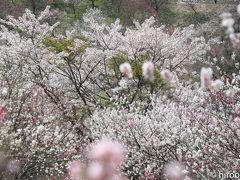 日本一の花桃の里　南信州阿智村：花桃と桜の競演